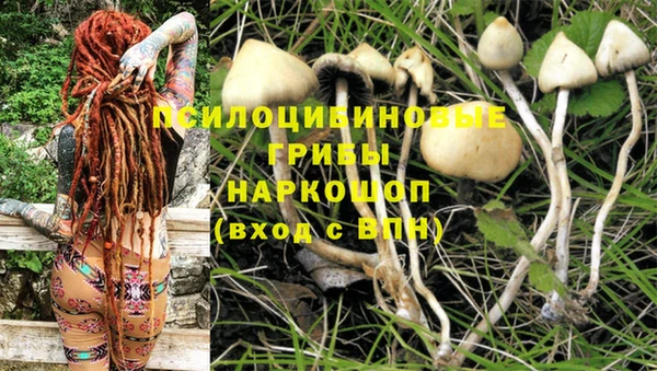 apvp Арсеньев